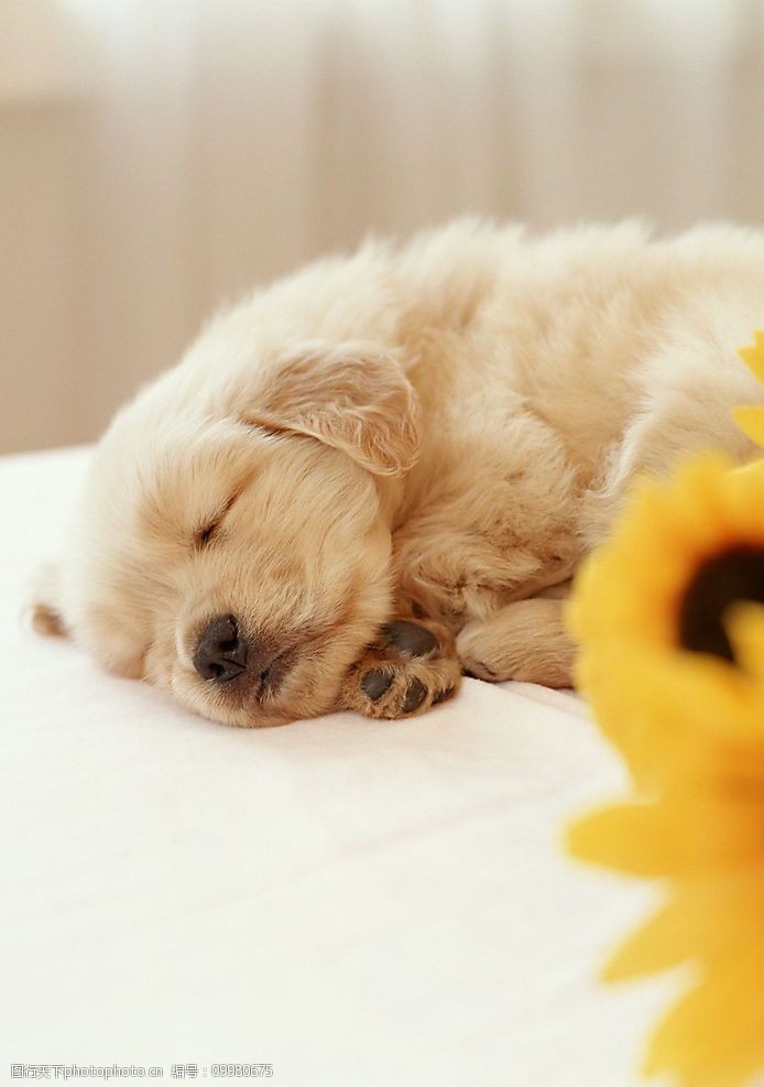 狗狗益生菌酸奶:给爱犬的肠道健康小卫士