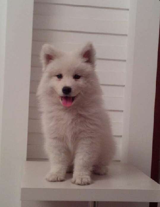 狗狗耳朵意义:揭示汪星人独特沟通密码